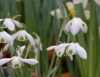 Show product details for Galanthus Nerissa